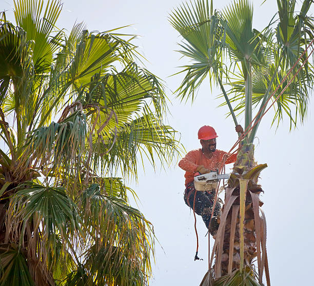 How Our Tree Care Process Works  in  Hinesville, GA